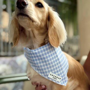 Goudkleurige langharige hond met de Cocopup London English Blue Bandana bij een raam