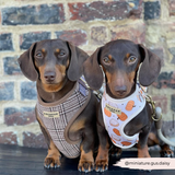 Two dachshunds by a brick wall, one wearing the Pup Plaid harness