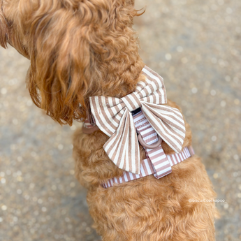 Rear view of a small brown curly-coated dog wearing the London Linen Stripes Sailor Bow Tie, by Cocopup London