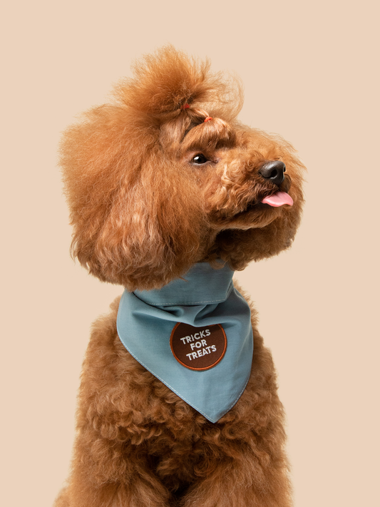 Tricks for Treats iron-on patch for dogs