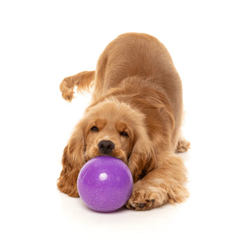 Golden dog playing with the purple FuzzYard Truth Tellin' Treat Ball
