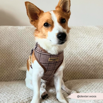 Small white and tan terrier wearing the Pup Plaid harness on a sofa