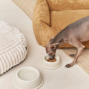 Bole - Bone Ceramic Dog Feeder Bowl - White