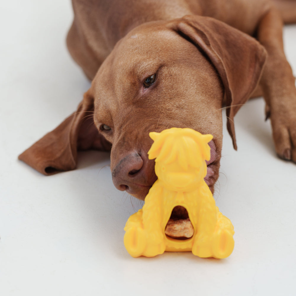 Dog investigating a blue Puff and Play toy