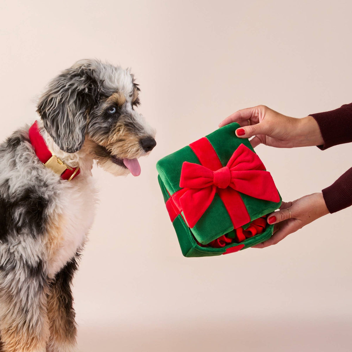 Hond ontdekt een snuffelspeeltje in de vorm van een kerstcadeau