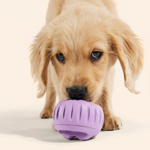 Woof Pupsicle