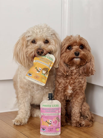 Two small dogs with Birthday Cake and other Meaty Licks peanut butter pouches indoors