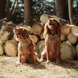 Two chestnut spaniels wearing Pup Plaid harnesses beside stacked logs