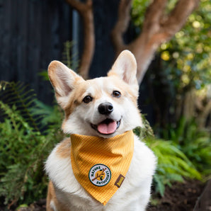 Nature Enthusiast iron-on patch for dogs