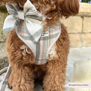 Front detail of the Oxford Plaid bow tie and matching harness on a curly brown dog