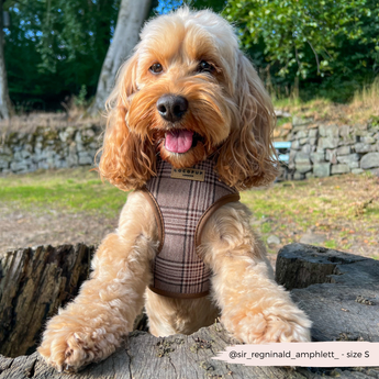 Brown doodle wearing the Pup Plaid harness while sitting on a tree stump