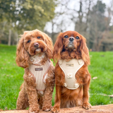 Two small brown dogs sitting in a park, one wearing the London Linen Stripes harness, by Cocopup London