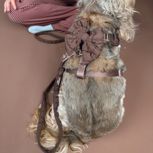 Small shaggy dog viewed from above wearing the Cocopup London Espresso Quilted Sailor Bow Tie and matching harness
