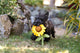 P.L.A.Y Blooming Buddies Sassy Sunflower