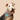 Puppy School Grad iron-on patch for dogs