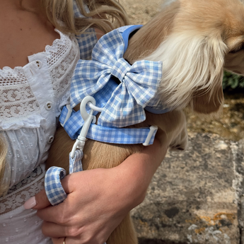 Small golden dog held outdoors wearing the Cocopup London English Blue Sailor Bow Tie and matching harness