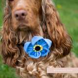 Close-up of a brown cocker spaniel outdoors wearing the Cocopup London Forget Me Not Collar Flower