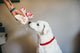 P.L.A.Y Holiday Classic Cheerful Candy Canes