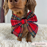 Close front view of the Tartan bow tie on a dachshund