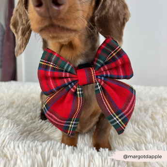 Close front view of the Tartan bow tie on a dachshund