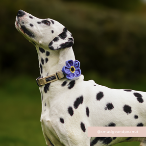 Dalmatian outdoors wearing the Cocopup London Forget Me Not Collar Flower on a collar