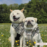 Witte spits en beige mopshond in een bloemenweide met Cocopup London Oxford Plaid Bandanas