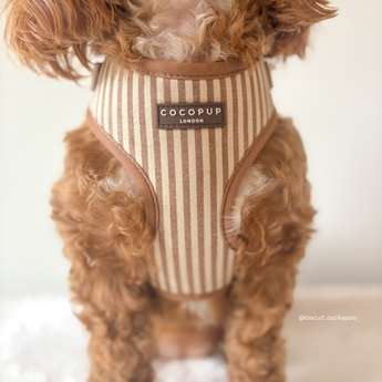 Close front view of a small brown curly-coated dog wearing the London Linen Stripes harness, by Cocopup London