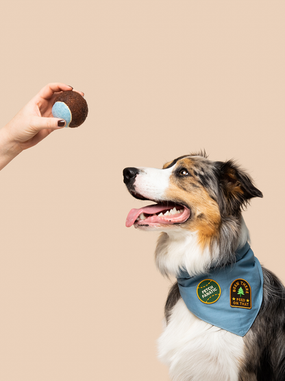Fetch Fanatic iron- on patch for dogs