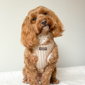 Small apricot curly-coated dog sitting indoors wearing the London Linen Stripes harness, by Cocopup London