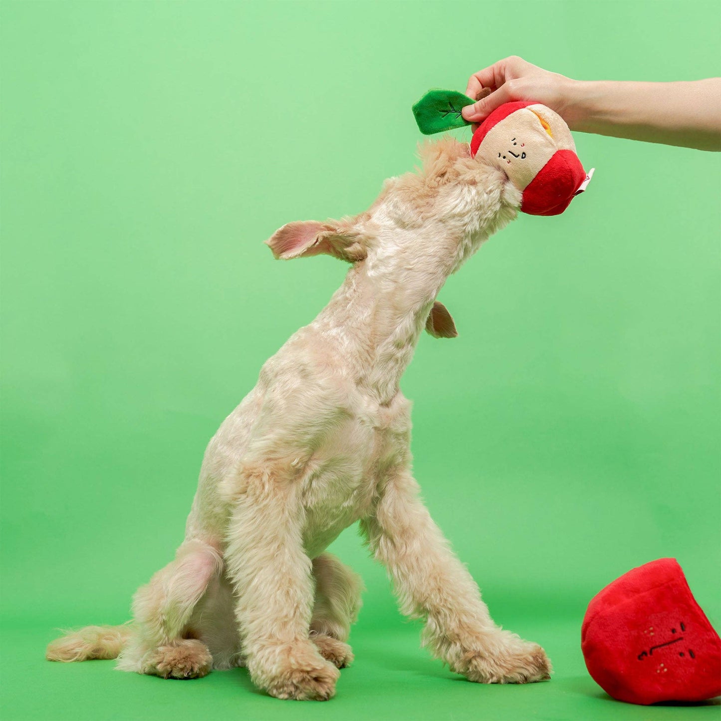 Apple Nose Work Toy