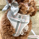 Close-up of a curly brown dog wearing the Oxford Plaid bow tie and matching harness