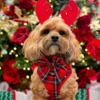 Small tan dog wearing the Tartan bow tie and reindeer antlers in a festive setting