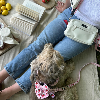 Grijze hond met de Strawberry Picnic Pup strik naast een zittende persoon tijdens een picknick