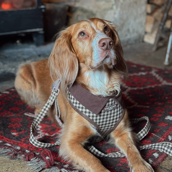 Brown spaniel lying on a patterned rug with Cotswolds Check harness and lead