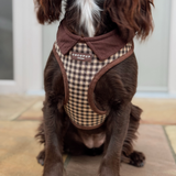 Chocolate spaniel wearing Cotswolds Check harness, close front view
