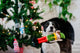 P.L.A.Y Merry Woofmas Santa's Little Elf-er