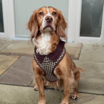 Brown spaniel sitting outdoors in a Cotswolds Check harness, front view