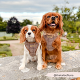 Two Cavalier King Charles spaniels, one wearing the Pup Plaid harness, outdoors