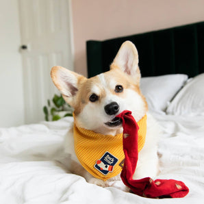 Sock Thief iron-on patch for dogs