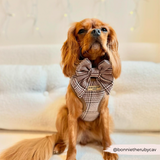 Cavalier King Charles spaniel wearing the Pup Plaid bow tie and harness indoors