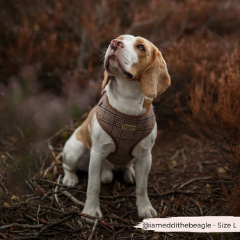 Beagle wearing the Pup Plaid harness while sitting in a dark woodland setting