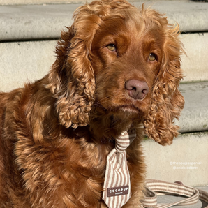 Brown cocker spaniel sitting on steps wearing the London Linen Stripes Dog Tie, by Cocopup London
