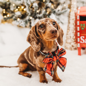 Dapple dachshund wearing the Tartan bow tie in a festive winter setting