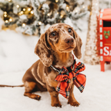 Dapple dachshund wearing the Tartan bow tie in a festive winter setting