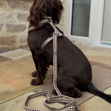 Rear view of chocolate spaniel sitting outdoors with Cotswolds Check lead attached