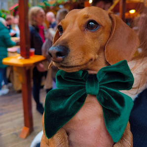 Tan dachshund held at a lively indoor venue wearing the Cocopup London Forest Green Luxe Velvet Sailor Bow Tie