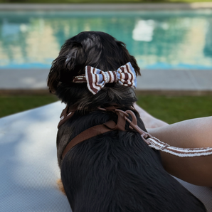 Small black dog wearing the Brown & Blue Stripes bow tie by a swimming pool