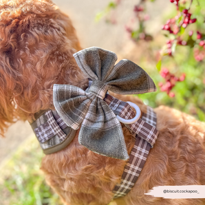 Rear view of a small brown curly-coated dog outdoors wearing the Cocopup London Olive Check Sailor Bow Tie and matching harness