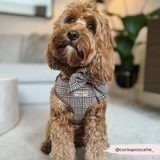 Curly brown dog wearing the Pup Plaid bow tie and harness indoors