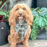 Small brown curly-coated dog sitting by plants wearing the Cocopup London Olive Check Sailor Bow Tie and matching harness